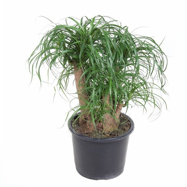 Beaucarnea Vertakt