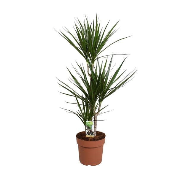Dracaena Marginata