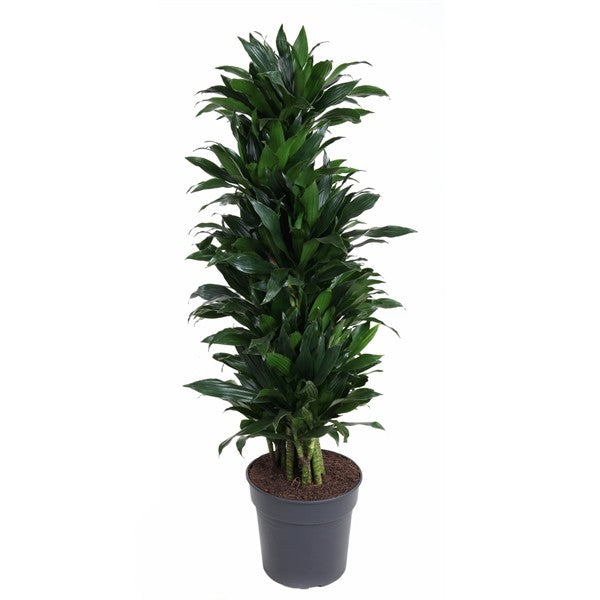 Dracaena Green Jewel Vertakt