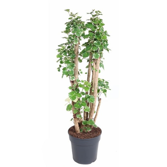 Polyscias Balfouriana Vertakt