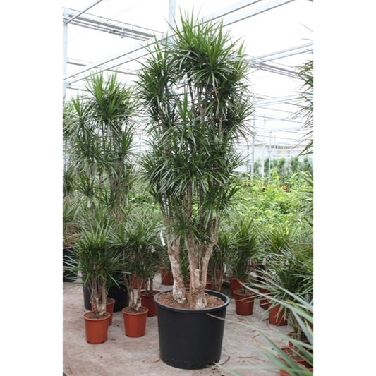 Dracaena Marginata XXL 300cm