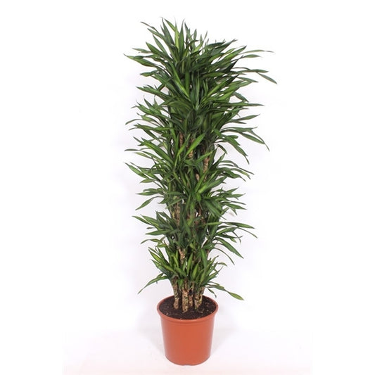 Dracaena Riki