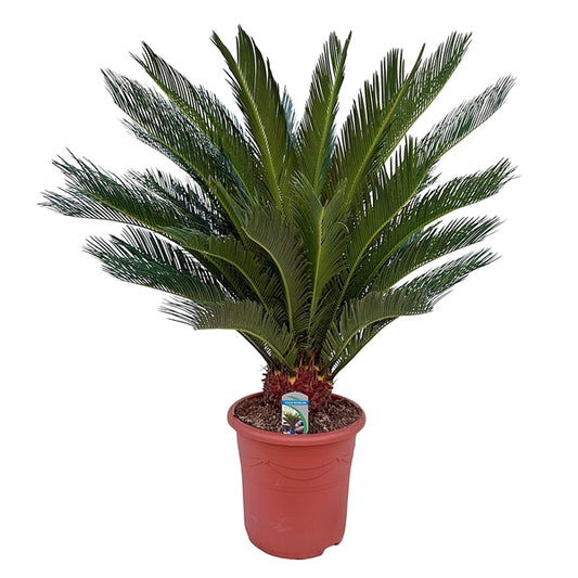 Cycas Revoluta