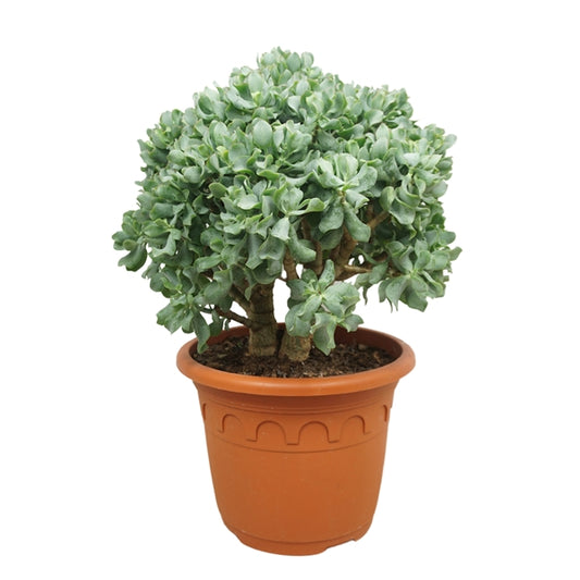 Crassula Arborescens