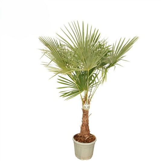 Trachycarpus Fortuneii