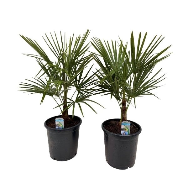 Trachycarpus Fortuneii