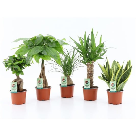 Green Easy Care Mix - 10 stuks