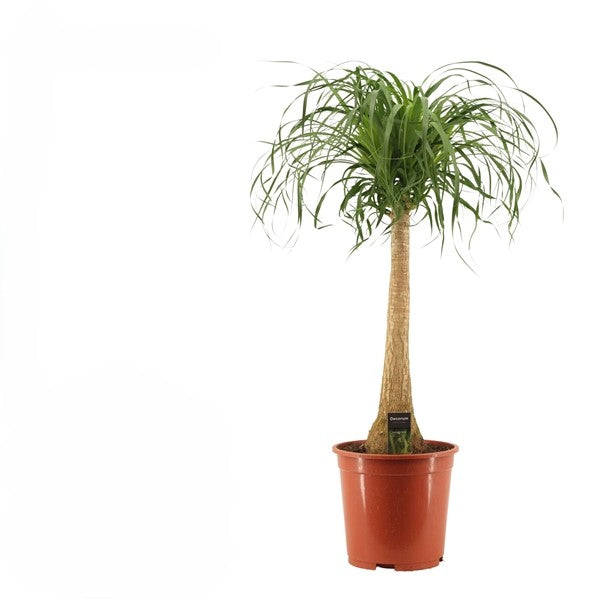 Beaucarnea