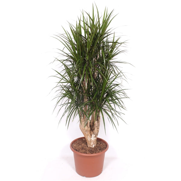 Dracaena Marginata