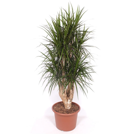 Dracaena Marginata