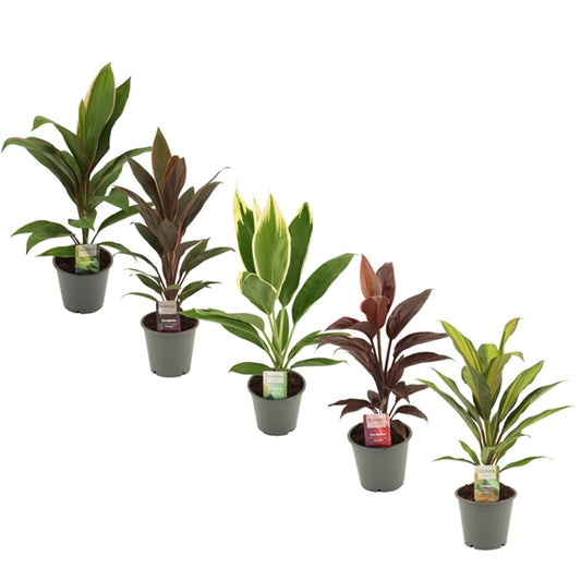 Cordyline Mix - 10 stuks
