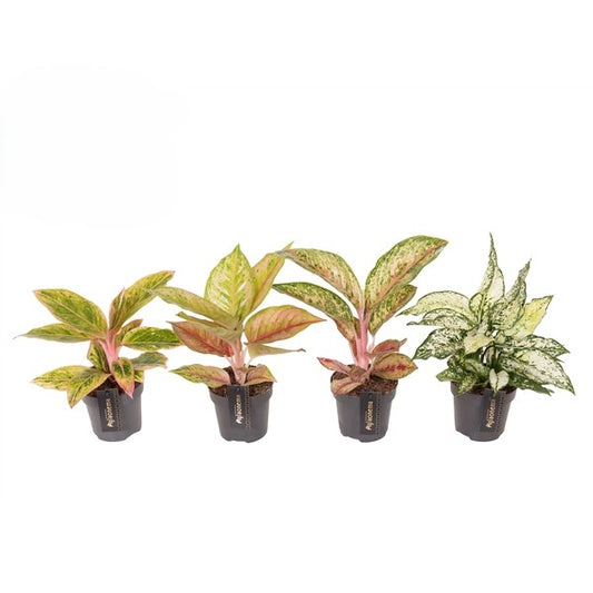 Aglaonema Exclusive Mix - 6 stuks