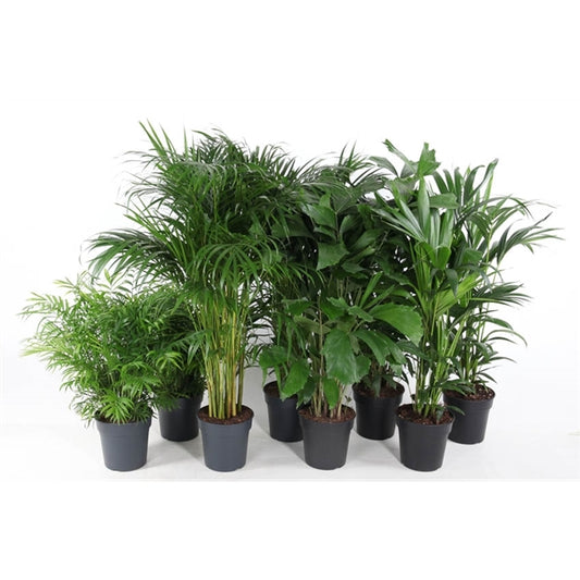 Palm Mix - 18 stuks