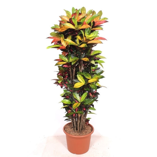 Codiaeum Iceton Vertakt