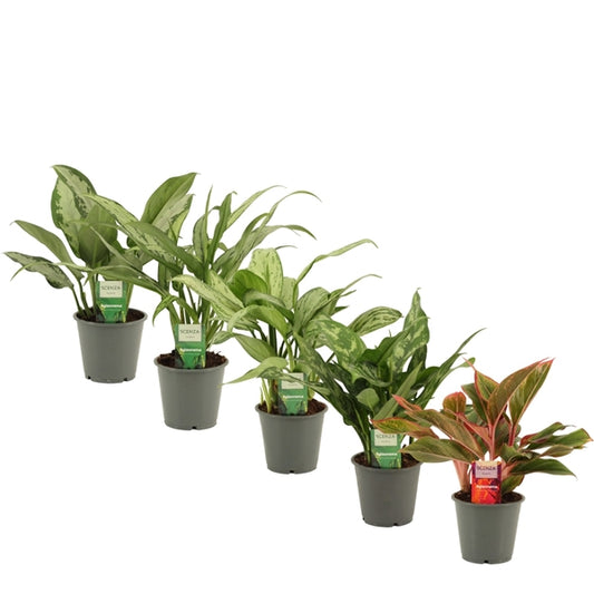 Aglaonema Mix - 10 stuks