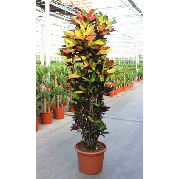 Codiaeum Iceton XXL 220cm