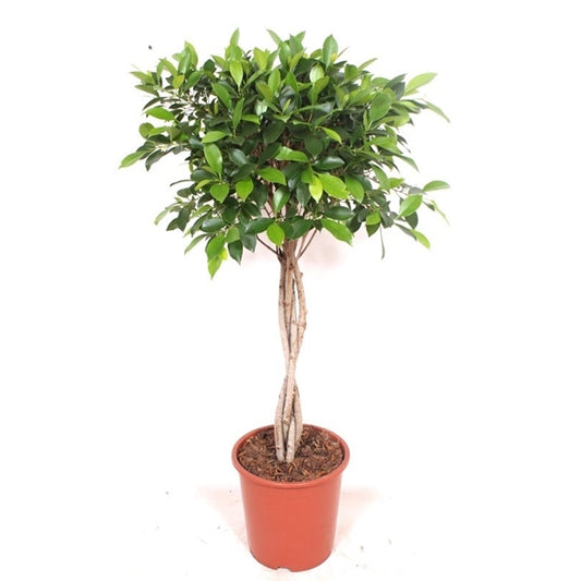 Ficus Nitida
