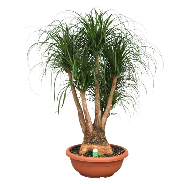 Beaucarnea Vertakt