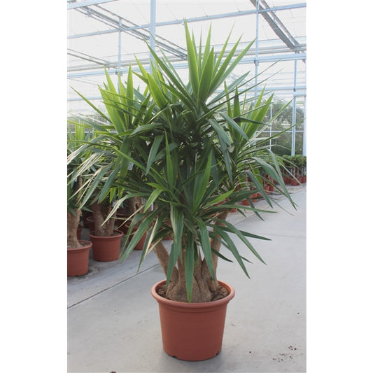Yucca Elephantipes XXL 240 cm