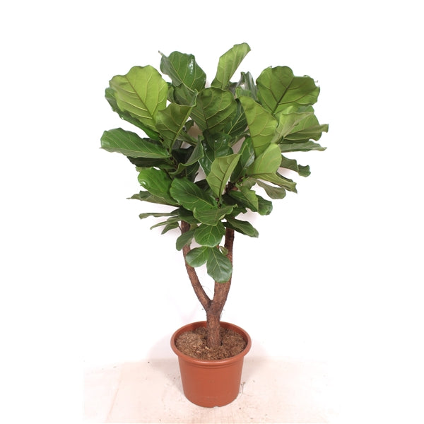 Ficus Lyrata