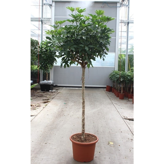Schefflera Compacta XXL 210cm