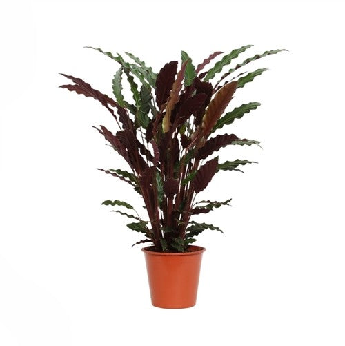 Calathea Elgergrass