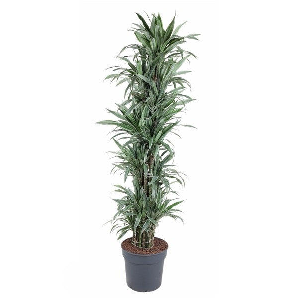 Dracaena Warnckei Vertakt