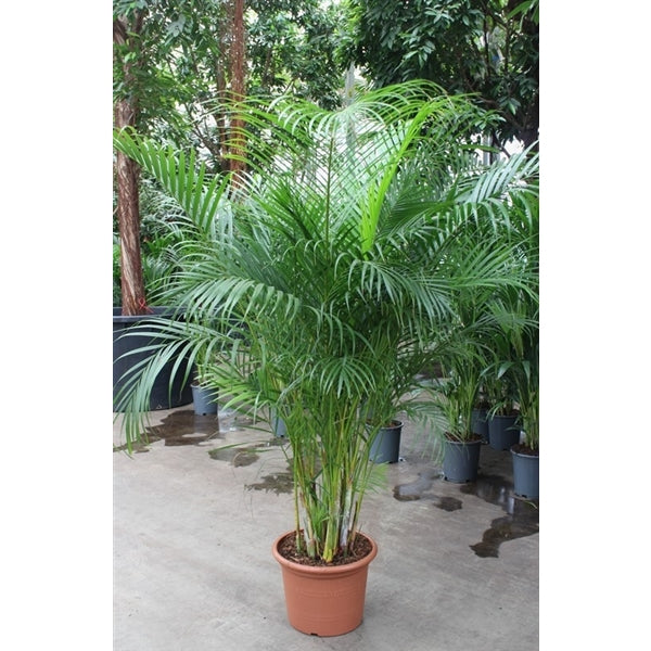 Dypsis Lutescens