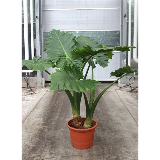 Alocasia Portodora