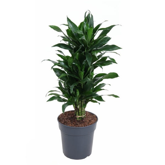 Dracaena Green Jewel Vertakt
