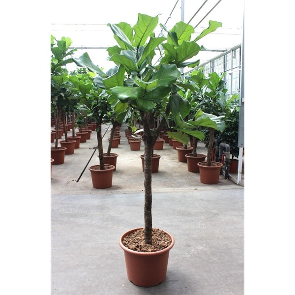 Ficus Lyrata