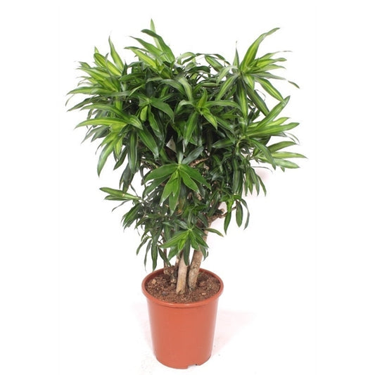 Dracaena Song Of Jamaica