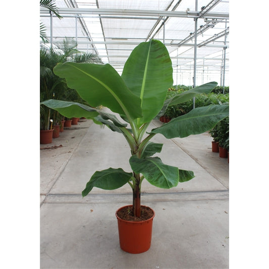 Musa Dwarf Cavendish