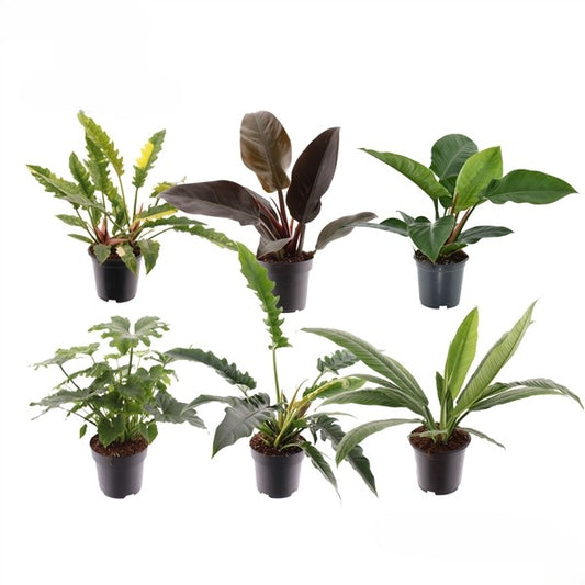 Philodendron Colour Mix - 6 stuks