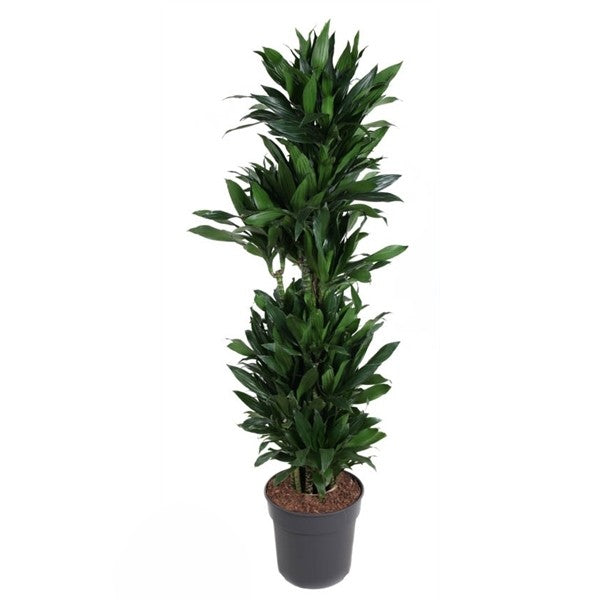 Dracaena Green Jewel Vertakt
