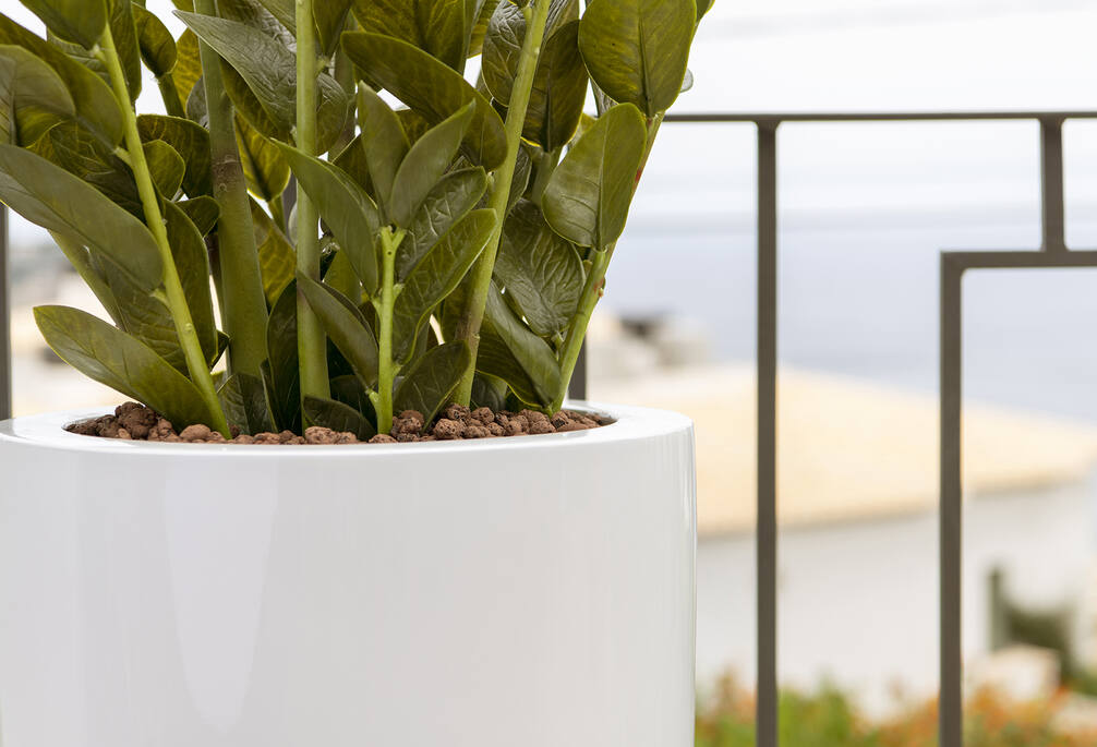 Zamioculcas | Kunstplant