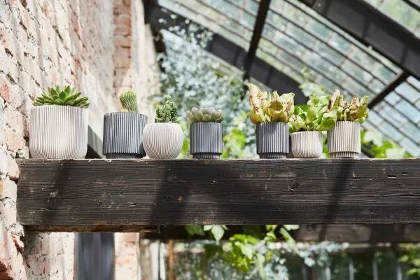 Capi cilinder Groove - 5 stuks