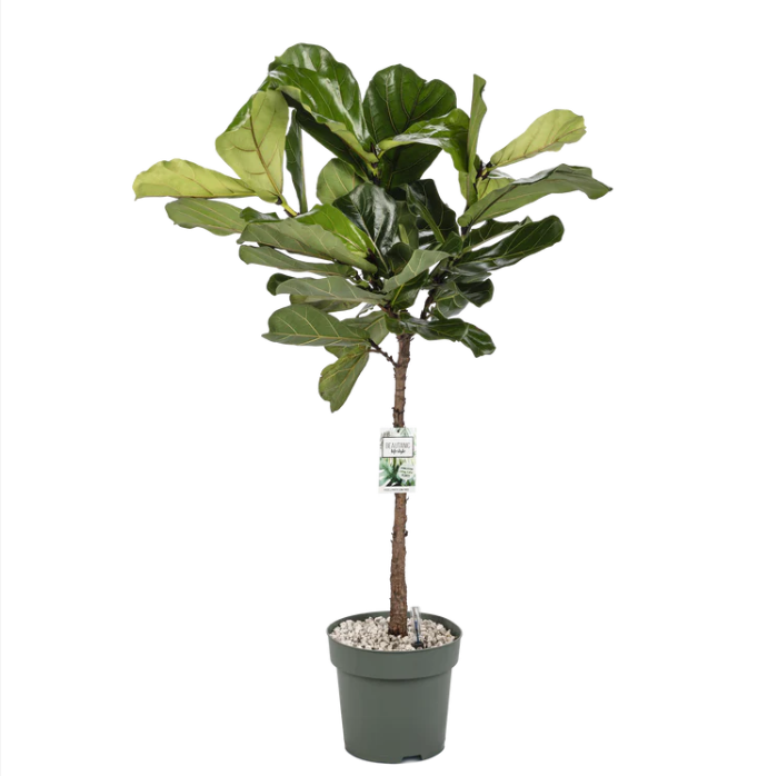 Ficus Lyrata op stam | Hydro Cultuur