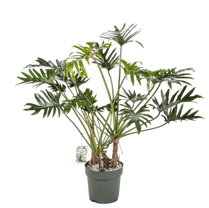Philodendron Xantal