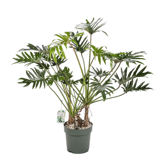 Philodendron Xantal | Hydro Cultuur