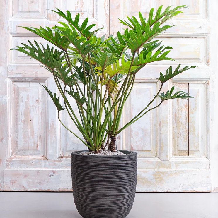 Philodendron Xantal