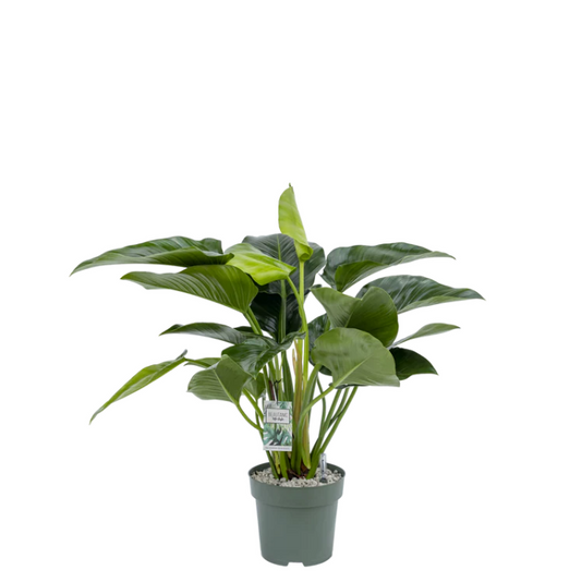 Philodendron Green Beauty | Hydro Cultuur