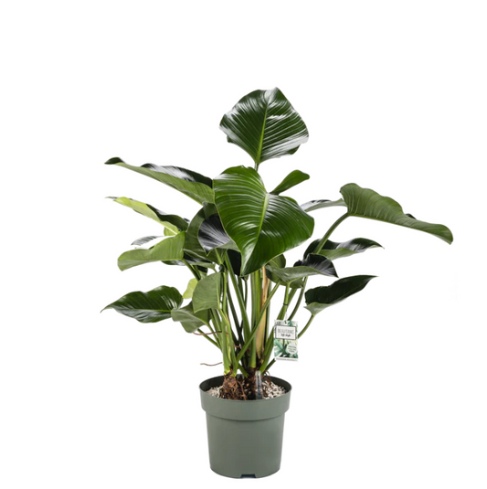 Philodendron Green Beauty op stam | Hydro Cultuur