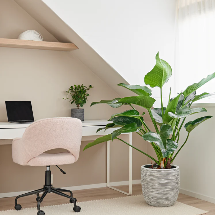 Philodendron Green Beauty op stam | Hydro Cultuur