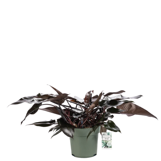 Philodendron Lisa | Hydro Cultuur