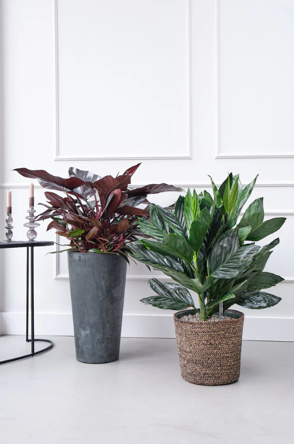 Philodendron Lisa | Hydro Cultuur