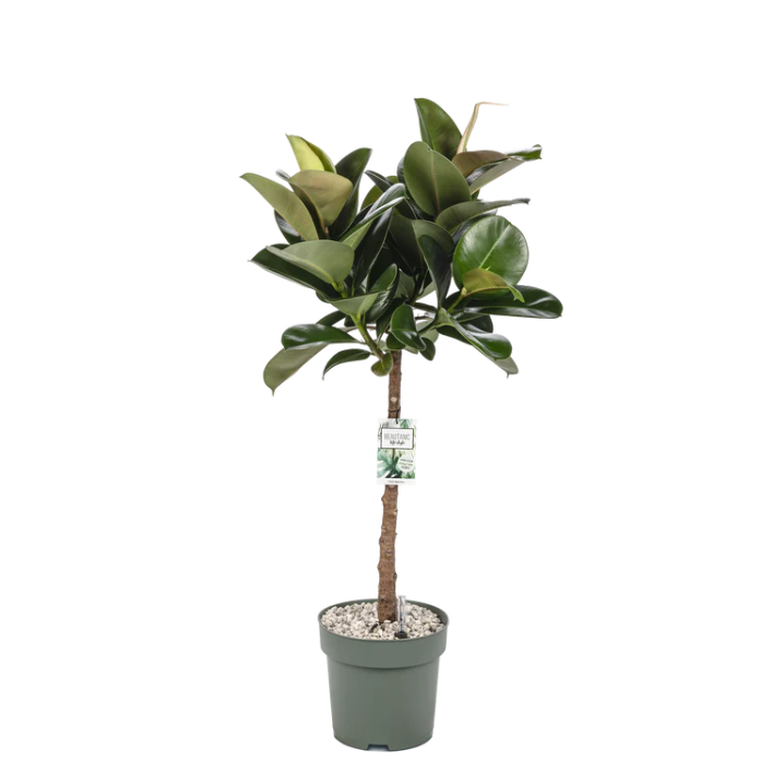 Ficus Makana | Hydro Cultuur