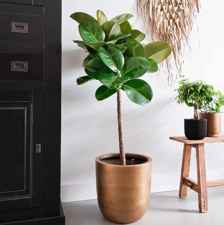 Ficus Makana | Hydro Cultuur