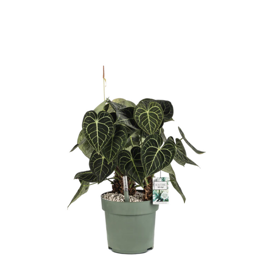 Anthurium Clarinervium | Hydro Cultuur