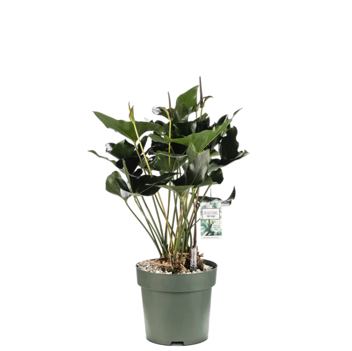 Anthurium Arrow